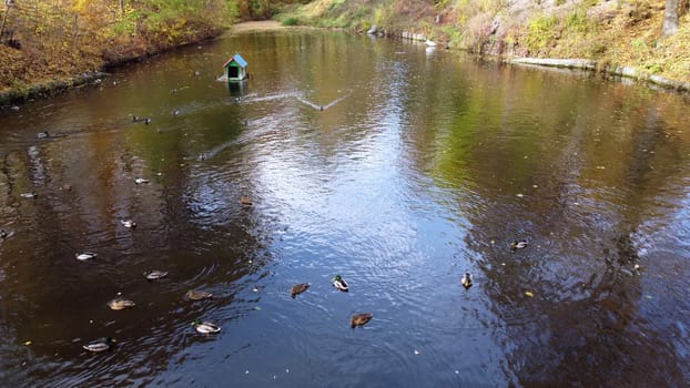 Flying over water of lake with swimming ducks in park with trees with yellow falling leaves on sunny autumn day. Autumn scenery. Natural background. Many feathered birds ducks. Landscape park.