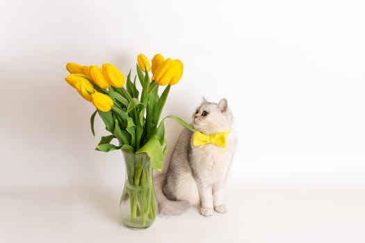 Charming white British cat in a yellow bow tie, sitting next to a glass vase with a bouquet of yellow tulips, on a white background. Copy space
