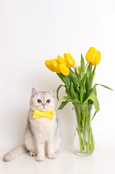 Adorable white British cat in a yellow bow tie, sitting next to a glass vase with a bouquet of yellow tulips, on a white background. Vertical. Copy space