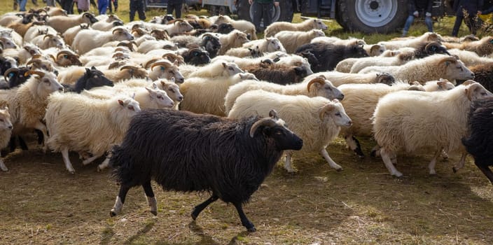 Icelandic Sheep Graze in the Mountain Meadow, Group of Domestic Animal in Pure and Clear Nature. Beautiful Icelandic Highlands. Ecologically Clean Lamb Meat and Wool Production. Scenic Area.