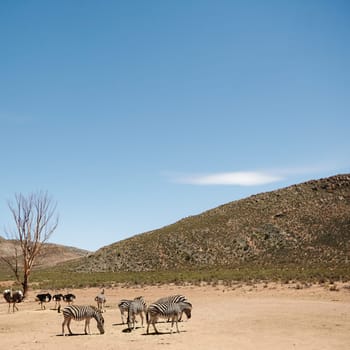 Feathers and stripes. zebras and ostriches on the plains of Africa