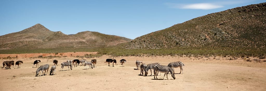 Theres enough room for all of Africas wildlife. zebras and ostriches on the plains of Africa
