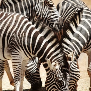 They lose their hunters in the crowd. zebras on the plains of Africa