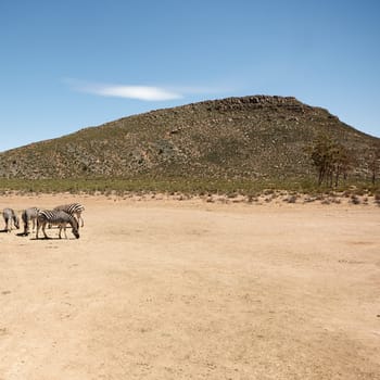 Each zebra has its own stripes. zebras on the plains of Africa