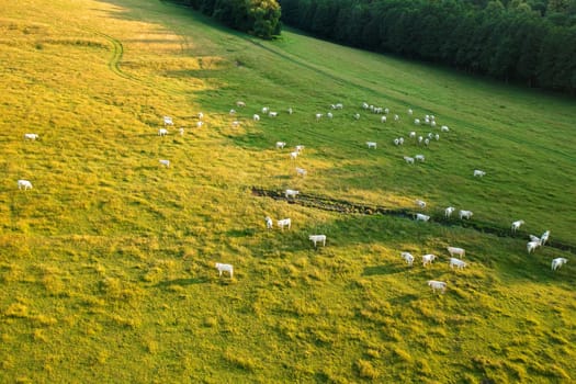 Hungry cattle grazes on grassland near green trees growing in rural area. Scenic landscape and herd of white cows on sunny day aerial view