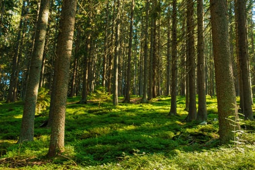 Forest with bright sun shining through the trees covered with green moss