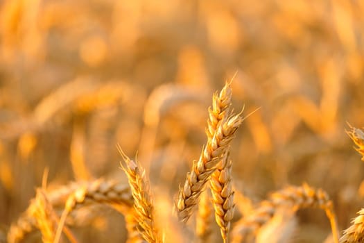 Golden spikelets of wheat grow in agricultural field on blurred background. Seasonal harvest in countryside on sunny summer day close view