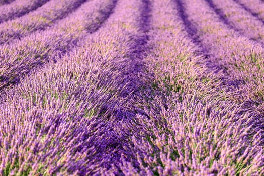 Fresh violet fragrant flowers grow in long rows in lavender field. Beautiful landscape in countryside on sunny summer day close view