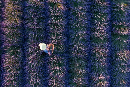 Top view of woman in hat picking lavender in basket.