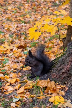 squirrel in autumn. autumn portrait of squirrel, yellow park with fallen leaves, concept autumn nature preparation for winter, redhead little beast in the forest. High quality photo