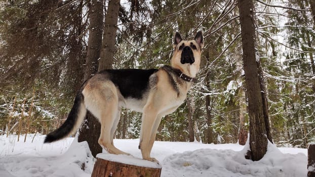 Dog German Shepherd in winter day and white snow arround. Waiting eastern European dog veo in cold weather