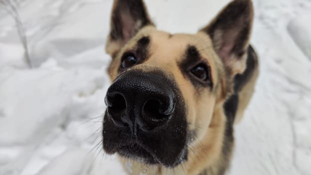 Portrait and bit muzzle of Dog German Shepherd and black nose. Russian eastern European dog veo and partial focus