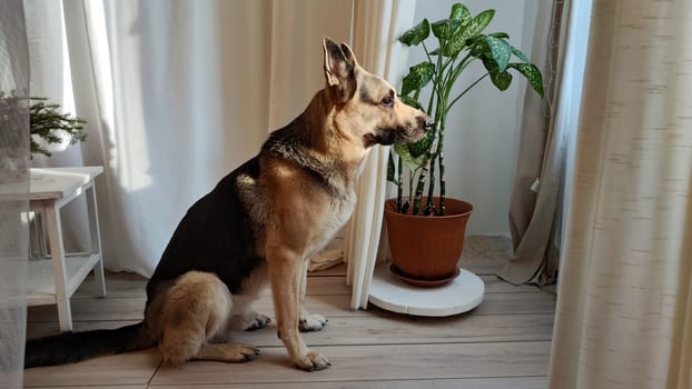 Dog German Shepherd inside of room. Russian eastern European dog veo indoors