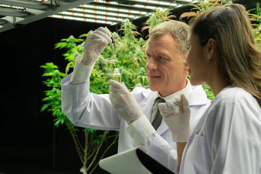 Male and female scientist looking their gratifying CBD oil product in dropper lid bottle. Grow facilities for cannabis plants in curative indoor farm.