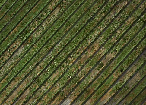 Dark green wood texture background surface with old natural pattern, retro board texture beautiful old rustic vintage painting problematic wallpaper Fence