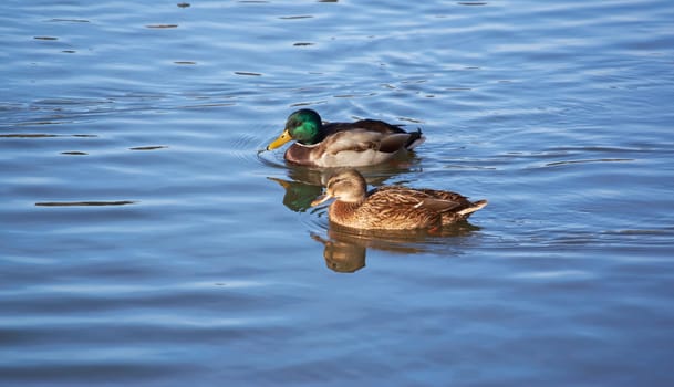 a pair of male and female wild ducks swim in the pond of a public park on a sunny day