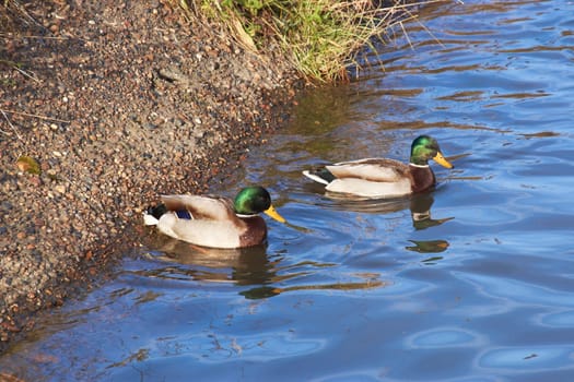 a pair of male and female wild ducks swim in the pond of a public park on a sunny day