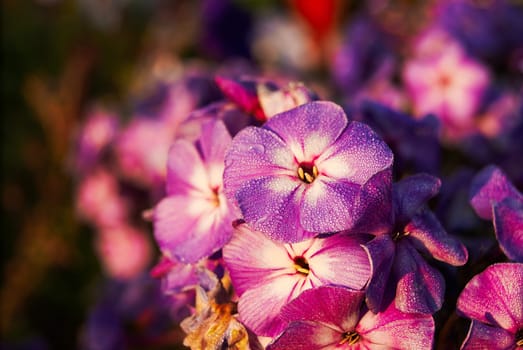 red lilac phlox on a blurred background with dew drops on the petals