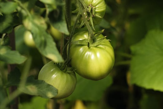 Green tomato on a branch among green leaves in a greenhouse farm