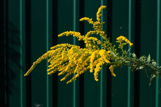 Yellow wild flowers against the background of a green corrugated fence. Abstraction. Plants and metal.