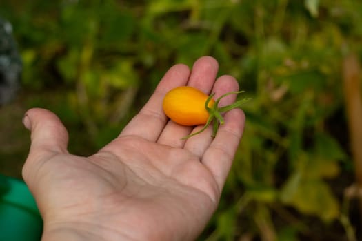 Yellow cherry tomato on an open palm. Against the background of green grass. Tomato care. Harvesting.