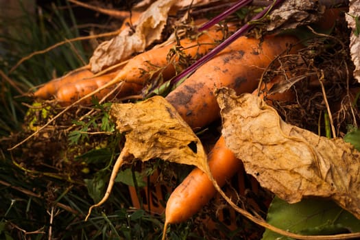 Close-up of a root vegetable orange carrot with tops. Vegetables in the garden. Agriculture. Harvest. Healthy food.