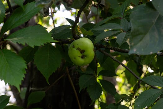 Green apple with scab on the background of the foliage of parthenocissus. Harvest. Fruits and vegetables. Eco products.