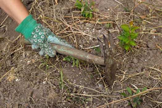 A gloved hand holds a hoe tillage. soil preparation. loosening and weeding. Agriculture. Garden.