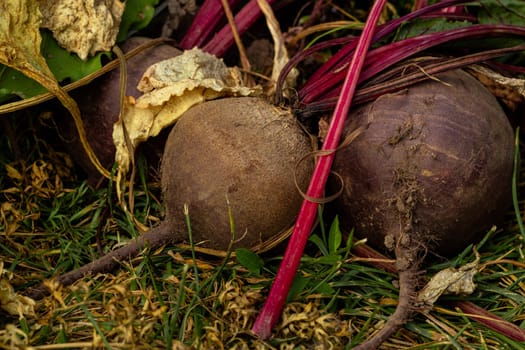 Close-up of a root vegetable red beets with tops. Vegetables in the garden. Agriculture. Harvest. Healthy food.