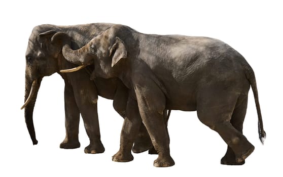 Two adult elephants walk next to each other, animals are isolated on a white background