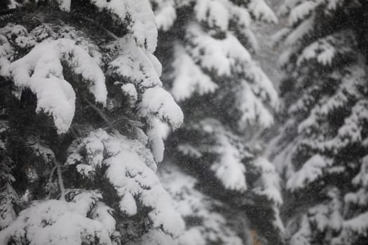 Snow falling visible on the background of coniferous tree branches. Large close-up on the branches of a coniferous tree. Observation of a snow blizzard in the midst of nature. The branches bend under the weight of the snow.