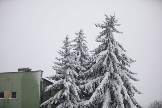 A corner of a residential building in green visible next to the crowns of coniferous trees. Snow falling in the winter season. A snowy day in a residential area. Crowns of coniferous trees taller than the building.