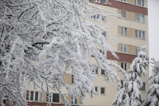In the foreground visible tree branches covered with snow. In the background a blurred section of a multi-family residential building. The block is colored in yellow and maroon.