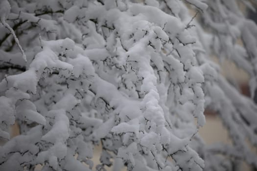A very close-up on the branches of a leafless tree covered with a thick layer of fresh snow. The falling snow covers the trees and shrubs, which bend under its weight.