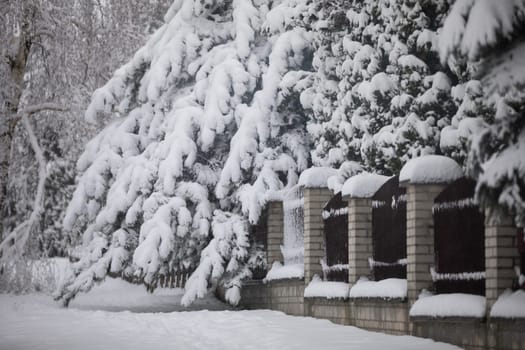 Conifer branches bend from the weight of snow. The falling snow settles on trees, sidewalks and fences, forming snowdrifts. Weather conditions in winter are difficult.