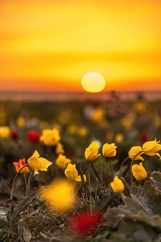 Wild tulip flowers at sunset, natural seasonal background. Multi-colored tulips Tulipa schrenkii in their natural habitat, listed in the Red Book