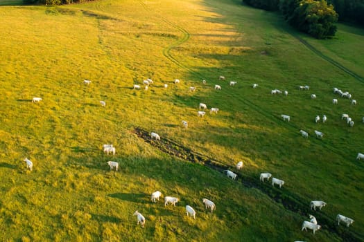 Herd of hungry cows grazes on pasture near lush trees growing in highland. Domestic animals eat yellowed grass on alpine meadow aerial view