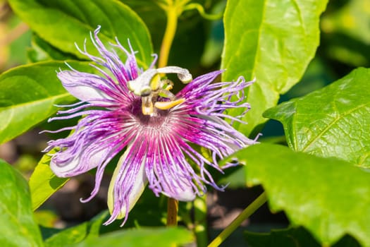 Exotic flower of passion fruit in blossom on the tree.