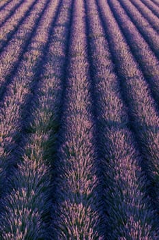 Top view of violet blooming lavender fields with even rows of bushes.