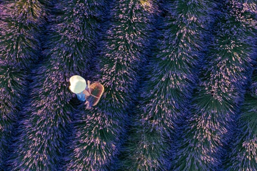 Top view of woman in hat picking lavender in basket.