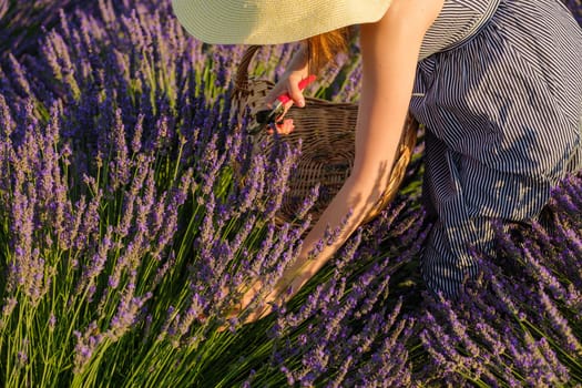 Woman plucks violet lavender flowers putting into wicker basket. Young lady in hat enjoys nature on blooming field on sunny summer day closeup