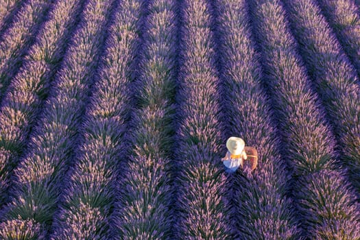 Top view of woman in hat picking lavender in basket.