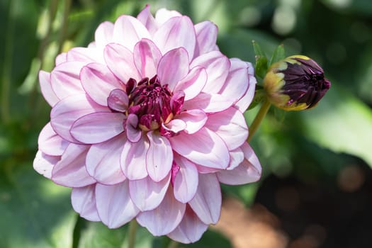 Dahlia (Dahlia), flowers of summer