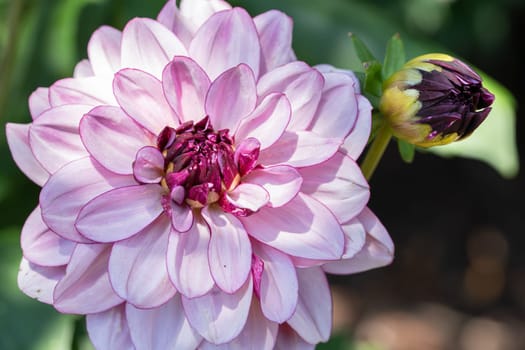 Dahlia (Dahlia), flowers of summer