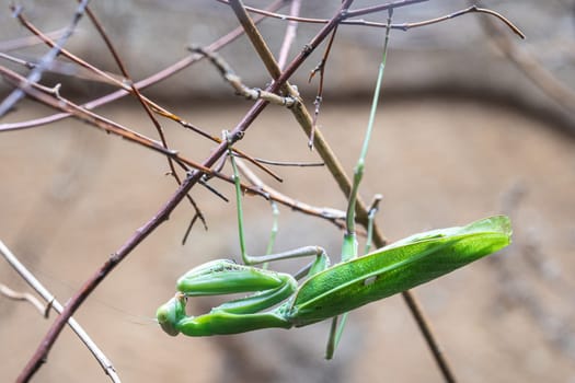 Giant African Mantis (Sphodromantis viridis)