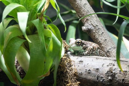 Amazon Milk Frog (Trachycephalus resinifictrix)