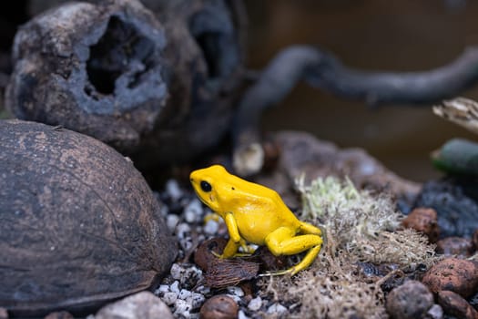 Close-up image of Golden dart frog (Phyllobates terribilis)