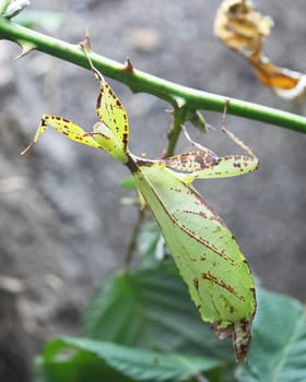 Philippine Walking Leaf  (Phyllium philippinicum)