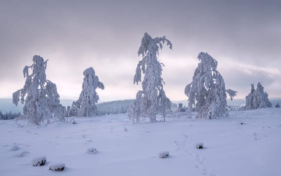 Panoramic landscape image of Kahler Asten during wintertime, Sauerland, Germany