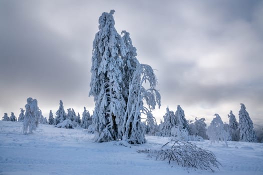 Panoramic landscape image of Kahler Asten during wintertime, Sauerland, Germany